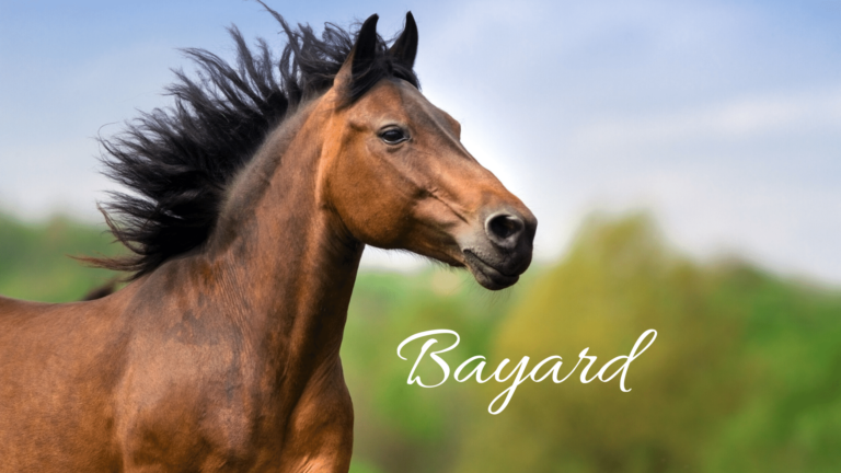 Bayard